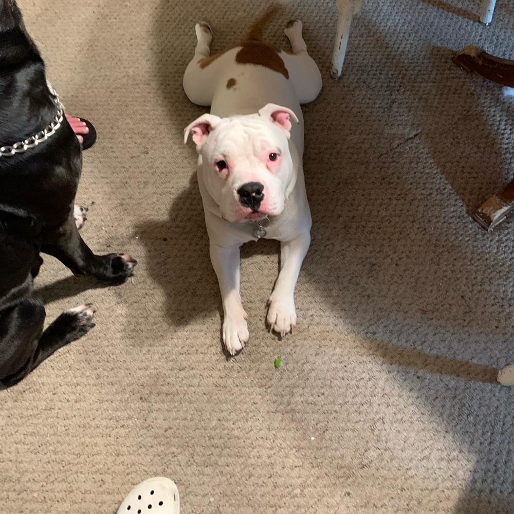 Meet your Posher, Tomi